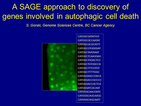 A SAGE approach to discovery of genes involved in autophagic cell death CATGGCGATATTGT CATGGCGCCAATAT CATGGCGCGCATTT CATGGCGTGGGGAT CATGGCTAATAAAT CATGGCTCAAGGAG.