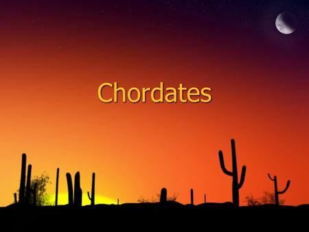 Chordates. ◊What is a chordate? 1. Has either a backbone or a notochord (vertebrate) 2. Can either be an ectotherm or an endotherm ◊What is a chordate?