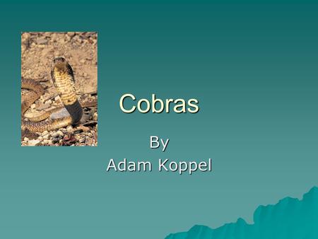 Cobras By Adam Koppel. Introduction Cobra! Cobra! Cobra! Aren’t Cobras awesome? You are going to learn some totally awesome facts about a cobra! I’ll.