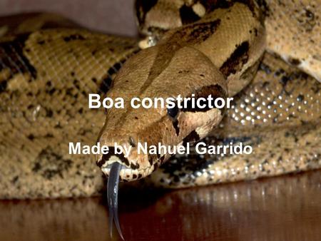 Boa constrictor Made by Nahuel Garrido. Description Boa constrictors are pinkish or tan in colour, with dark crossbands. They range in length is from.