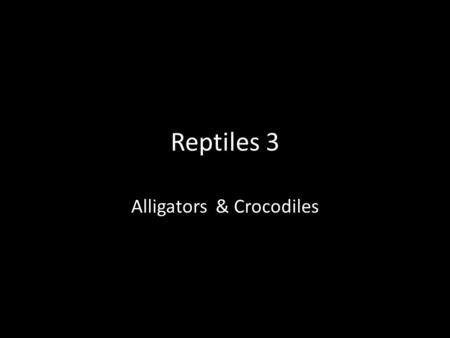 Reptiles 3 Alligators & Crocodiles. Alligators and Crocodiles Alligators and crocodiles are the largest LIVING reptiles Both alligators and crocodiles.