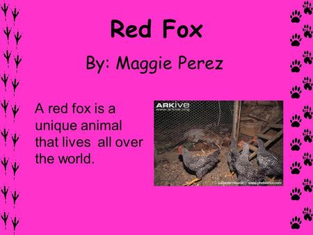 Red Fox By: Maggie Perez A red fox is a unique animal that lives all over the world.