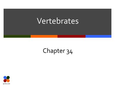 Vertebrates Chapter 34. Slide 2 of 19 4 Chordate Characteristics  1. Notochord  Long, flexible rod between digestive tube and nerve cord  NOT the spinal.
