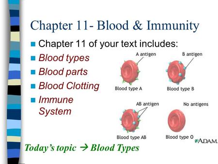 Chapter 11- Blood & Immunity