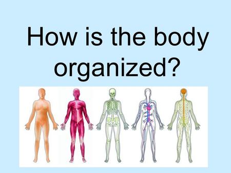 How is the body organized?. Cell  Microscopic  Made up of organelles  All living things are made up of cells.