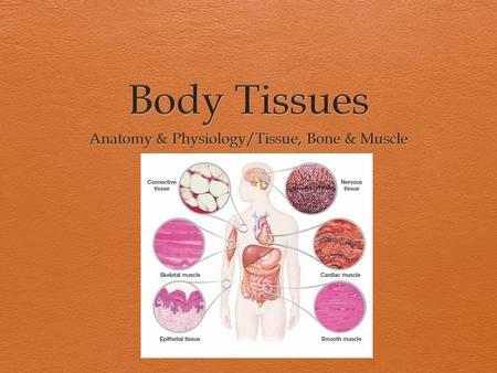Body Tissues Overview  Tissues are groups of cells with similar structures and functions.  There are four basic types of tissues that each have their.