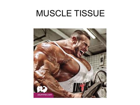 MUSCLE TISSUE. skeletalsmoothcardiac Additional common names Striated voluntary m. Visceral muscle m. Non-striated involuntary m. Striated involuntary.