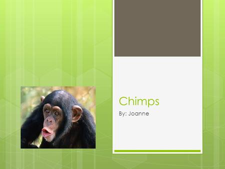 Chimps By: Joanne Description  In the wild chimps can live up to 50 years.  Chimps weigh up to 121 pounds and 55 kilograms.  Chimps are usually blackish.