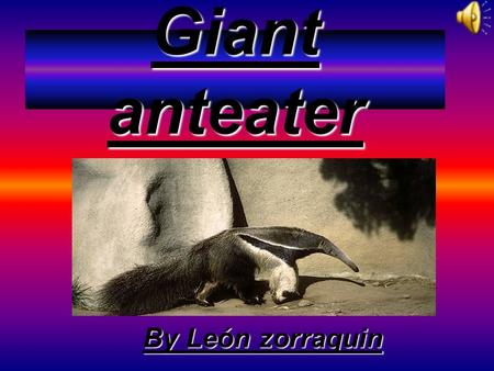 Giant anteater By León zorraquin Where it lives It lives in Central America, South America east of the Andes as far south as Uruguay and North West Argentina.