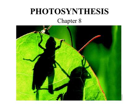 PHOTOSYNTHESIS Chapter 8. 8-1: Energy & Life Energy is supplied to some things in the form of gasoline or electricity Cells need energy too! Where do.