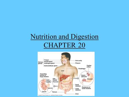 Nutrition and Digestion CHAPTER 20. Everything that lives needs food, in order to carry out all of life’s functions. Food contains complex organic and.