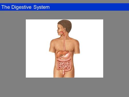 The Digestive System. Overview of the Digestive System Digestive Tract: Mouth, pharynx, and esophagus, stomach, small intestine, and large intestine (colon)