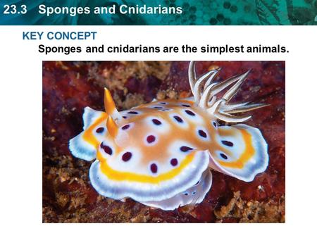 KEY CONCEPT  Sponges and cnidarians are the simplest animals.