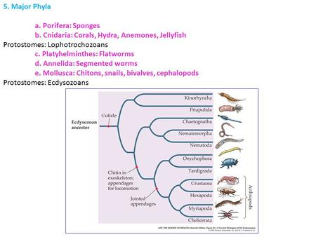 5. Major Phyla a. Porifera: Sponges b. Cnidaria: Corals, Hydra, Anemones, Jellyfish Protostomes: Lophotrochozoans c. Platyhelminthes: Flatworms d. Annelida: