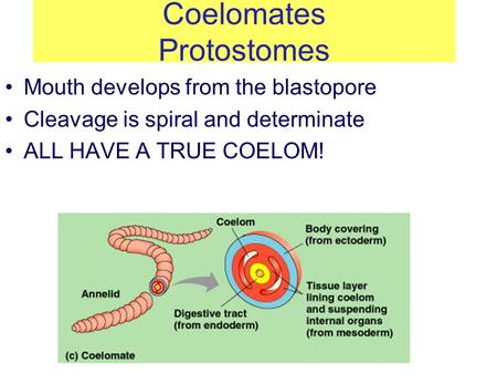 Coelomates Protostomes