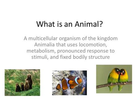 What is an Animal? A multicellular organism of the kingdom Animalia that uses locomotion, metabolism, pronounced response to stimuli, and fixed bodily.