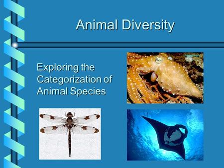 Animal Diversity Animal Diversity Exploring the Categorization of Animal Species Exploring the Categorization of Animal Species.