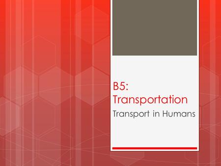 B5: Transportation Transport in Humans. Describe the circulatory system  The blood, heart and blood vessels make up the circulatory system.  The heart.