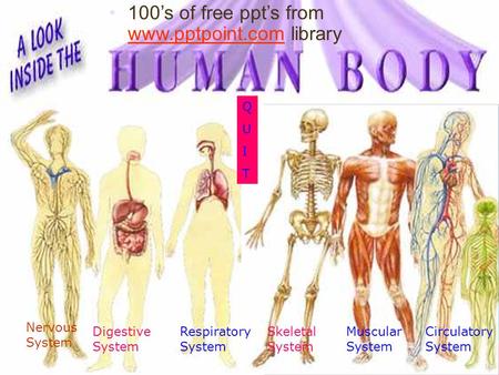 Digestive System Circulatory System Skeletal System Respiratory System Nervous System Muscular System QUITQUIT 100’s of free ppt’s from www.pptpoint.com.