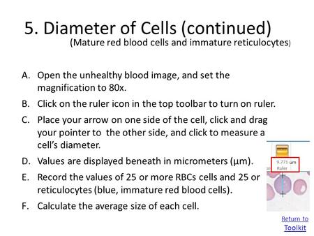 5. Diameter of Cells (continued) Return to Toolkit A.Open the unhealthy blood image, and set the magnification to 80x. B.Click on the ruler icon in the.