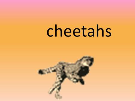 Cheetahs. Fast facts Adult cheetahs weigh from 85 to 143 pounds ( 39 to 65 kilos). Cheetahs eat small to medium sized animals such as hares, wild beast.
