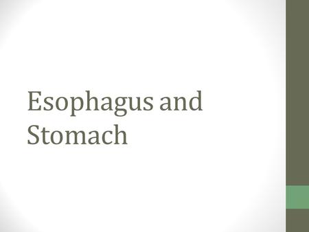 Esophagus and Stomach. Activities of the Pharynx and Esophagus These organs have no digestive function Serve as passageways to the stomach.