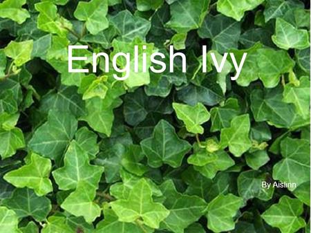 English Ivy By Aislinn.