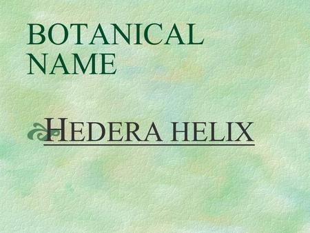 BOTANICAL NAME  H EDERA HELIX PRONUNCIATION  HEAD - er - ah HE - licks.
