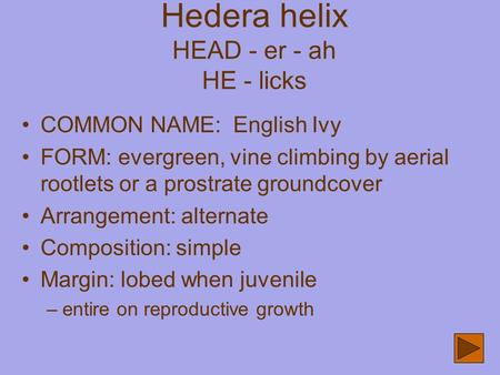 Hedera helix HEAD - er - ah HE - licks COMMON NAME: English Ivy FORM: evergreen, vine climbing by aerial rootlets or a prostrate groundcover Arrangement: