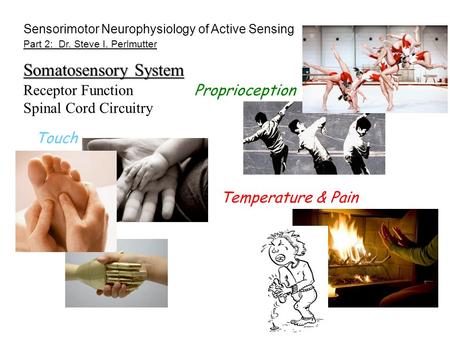 Part 2: Dr. Steve I. Perlmutter Touch Temperature & Pain Proprioception Sensorimotor Neurophysiology of Active Sensing Somatosensory System Receptor Function.