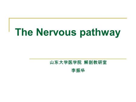 The Nervous pathway 山东大学医学院 解剖教研室 李振华.