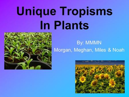 Unique Tropisms In Plants By: MMMN Morgan, Meghan, Miles & Noah.