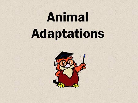 Animal Adaptations. Objectives The learner will be able to compare how organisms adapt to different environments.