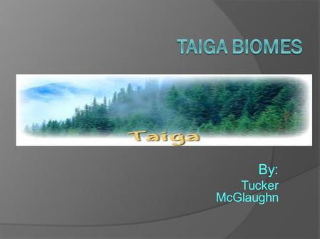 Taiga Biomes By: Tucker McGlaughn.
