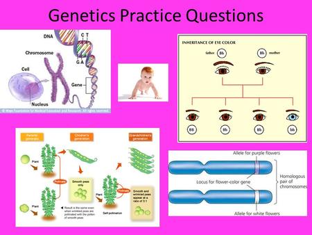 Genetics Practice Questions. Standard 2a: ___is the production of offspring by one parent without the joining of a sperm or egg. A Sexual production B.