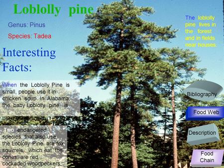 Genus: Pinus Species: Tadea