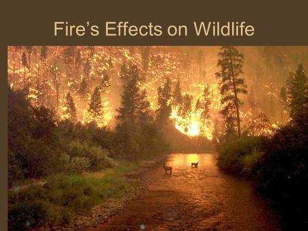 Fire’s Effects on Wildlife. Direct Effects Few studies, marked re-capture approach ideal –Body size and mobility, i.e. burrowing, influence direct mortality.