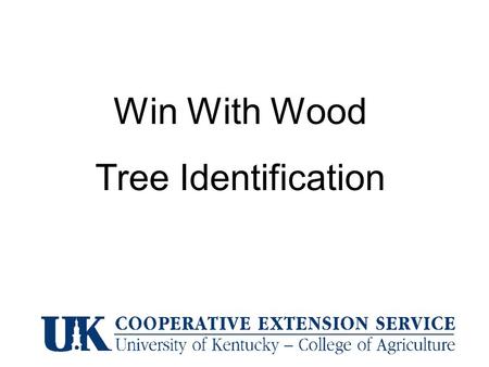 Win With Wood Tree Identification. Silver Maple Alternate – compound – lacks terminal leaflet black walnut.