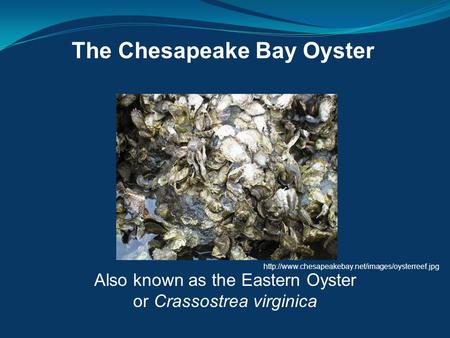 The Chesapeake Bay Oyster Also known as the Eastern Oyster or Crassostrea virginica