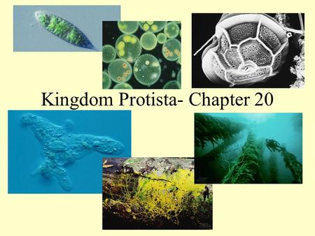 Kingdom Protista- Chapter 20
