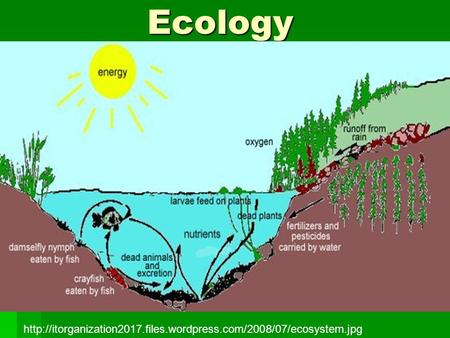Ecology http://itorganization2017.files.wordpress.com/2008/07/ecosystem.jpg.