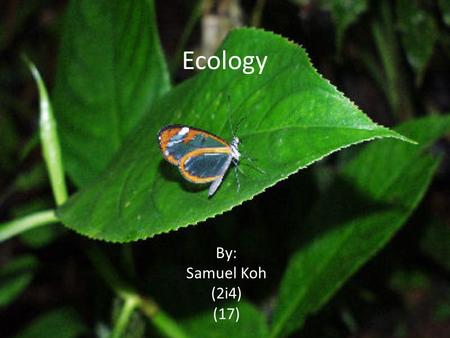 Ecology By: Samuel Koh (2i4) (17). Ecology Study of interactions – between organisms – between organisms and their surroundings.