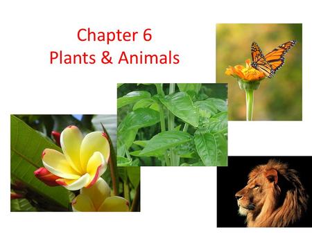 Chapter 6 Plants & Animals