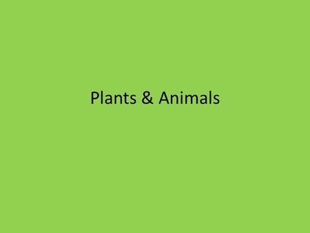 Plants & Animals. – Nonvascular Plants – mosses, liverworts and hornworts are nonvascular plants. These lack vascular tissue which is a system of tubes.