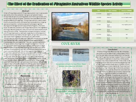 Conclusion: Whether Phragmites affects animal life in the area cannot for sure be determined. Unfortunately, this is the first year data is being collected.