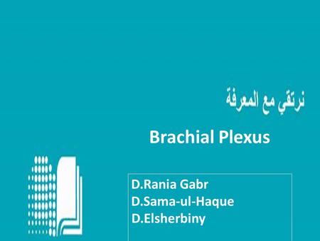 Brachial Plexus D.Rania Gabr D.Sama-ul-Haque D.Elsherbiny.