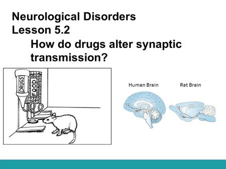 Neurological Disorders Lesson 5.2 How do drugs alter synaptic transmission? Human Brain Rat Brain.