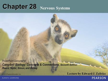 Chapter 28 Nervous Systems.
