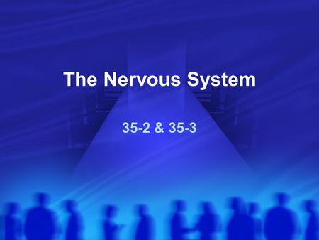 The Nervous System 35-2 & 35-3.