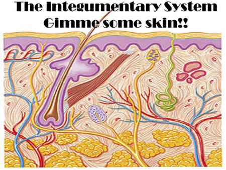 The Integumentary System Gimme some skin!!